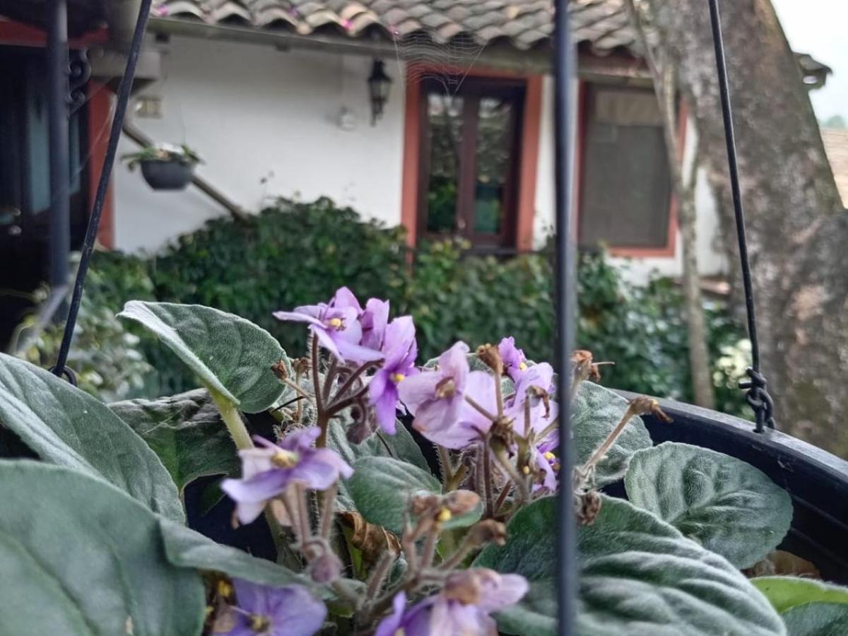 Hotel Boutique Casabella - Hotel en Coatepec que acepta mascotas