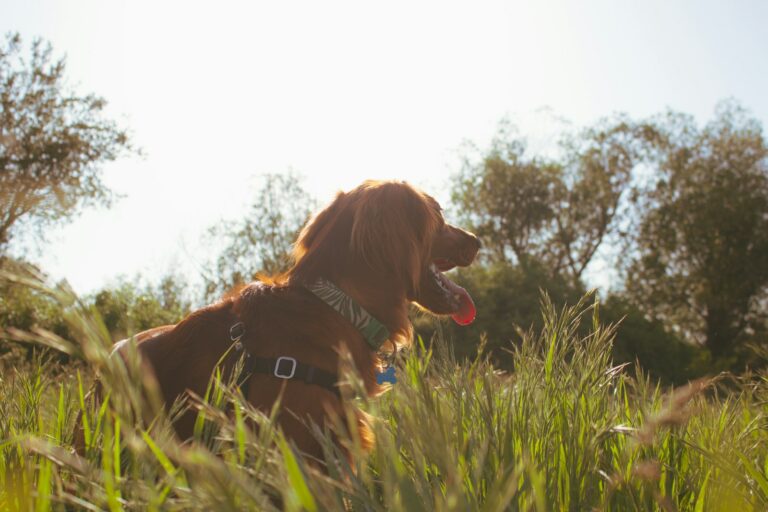 Aventuras al Aire Libre: Las Mejores Rutas de Senderismo Pet-Friendly