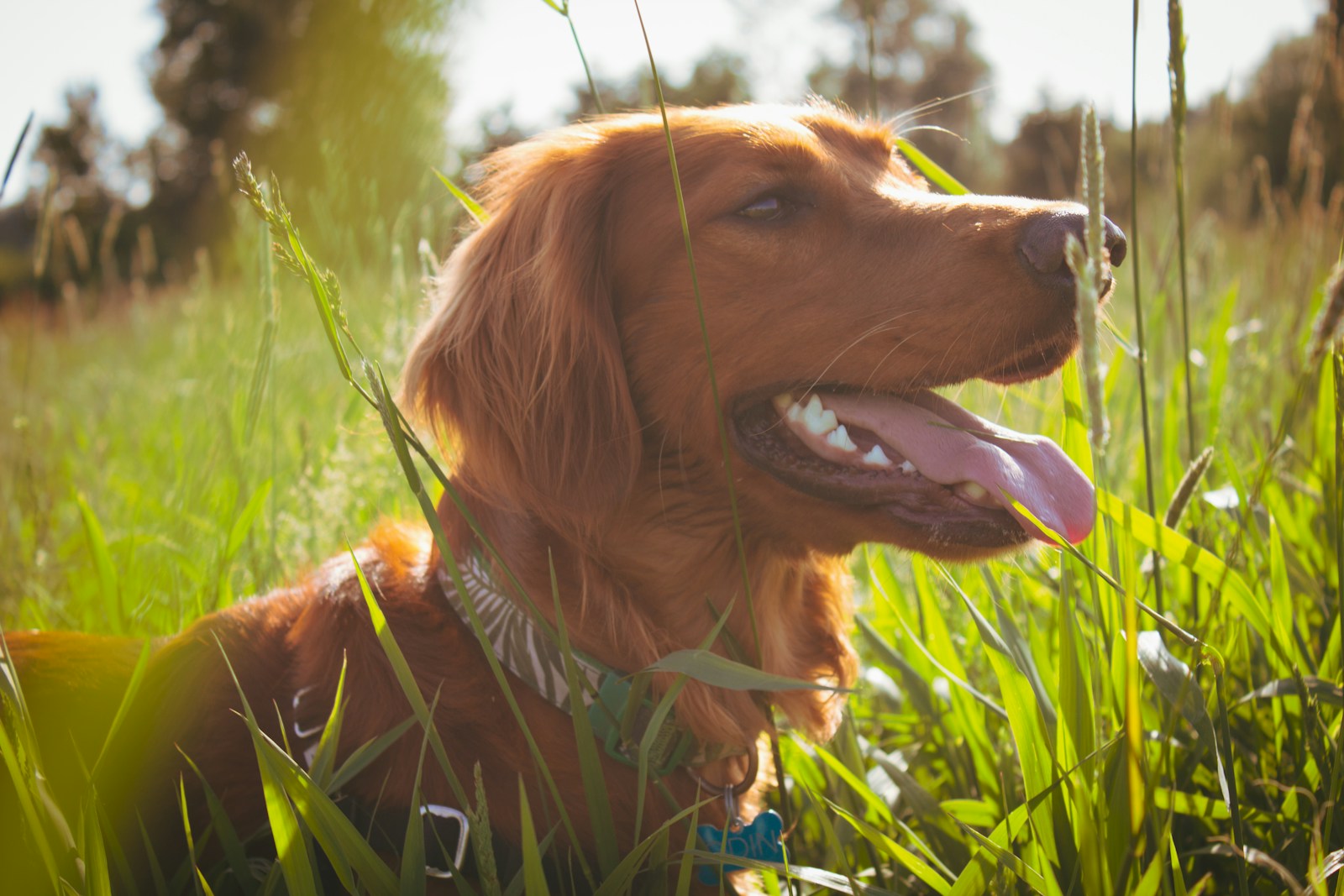 Senderismo pet-friendly