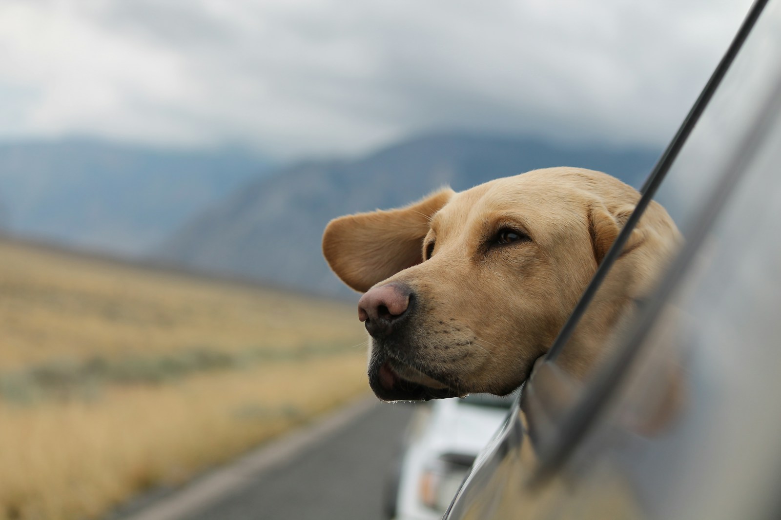 Acapulco con mascotas: Cómo llegar a Acapulco en auto.