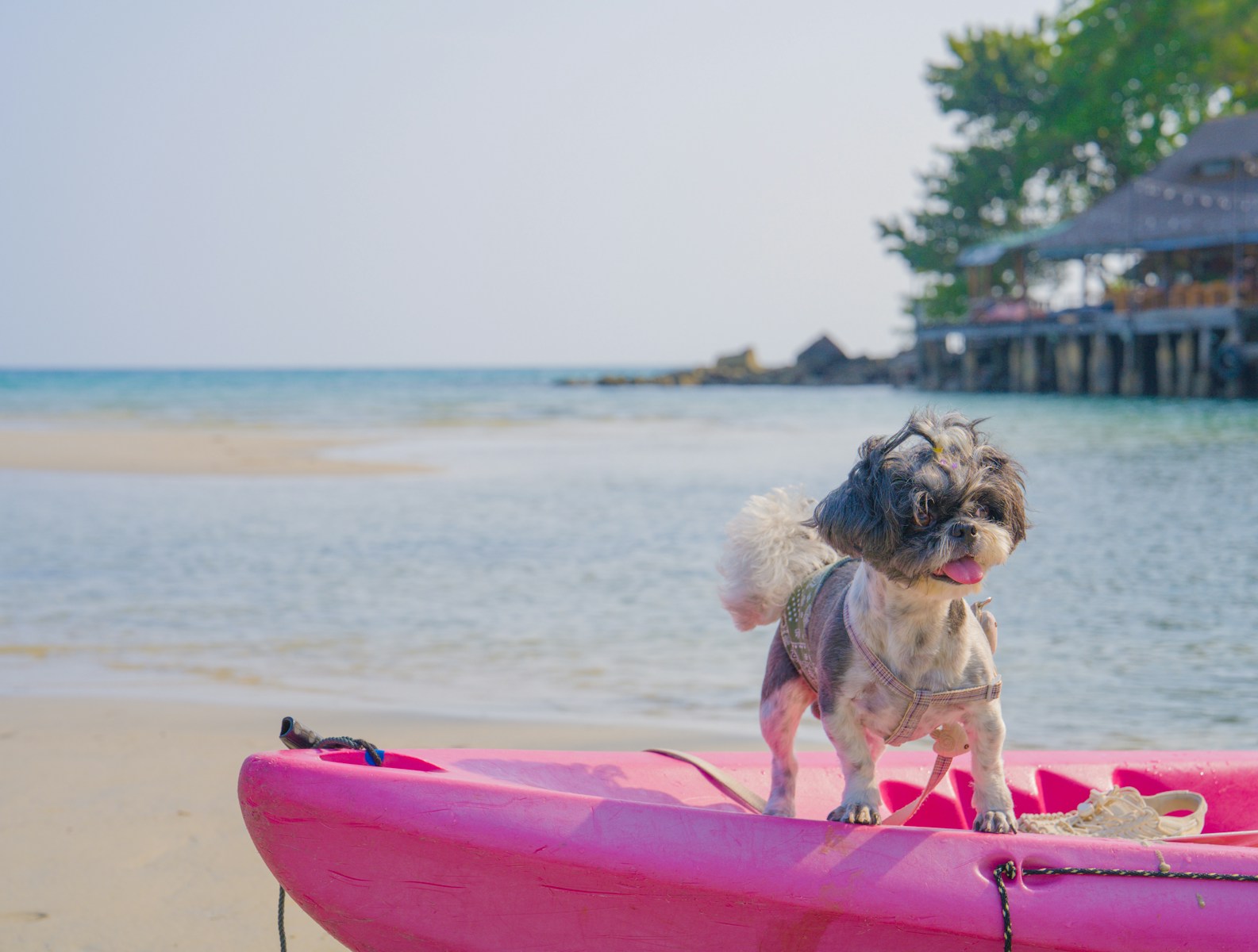 Acapulco con mascotas: Da un paseo en kayak con tu mejor amigo.