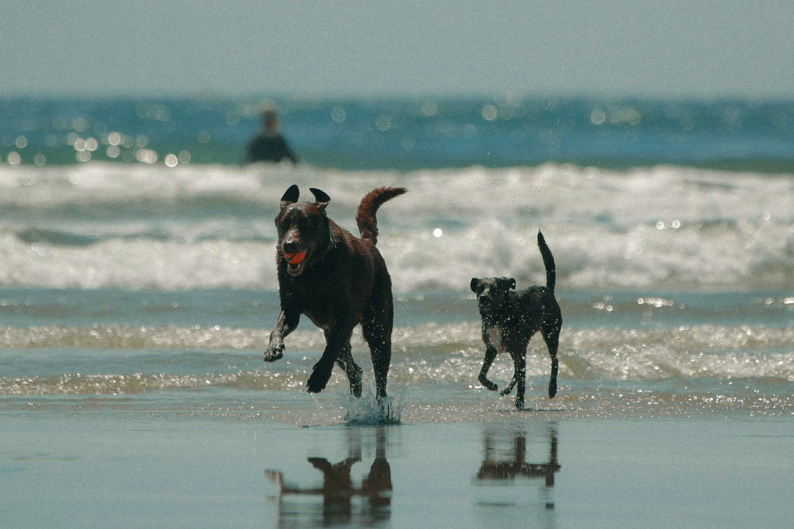 Acapulco con mascotas: Conoce las mejores playas de Acapulco para pasear con tu mascota.