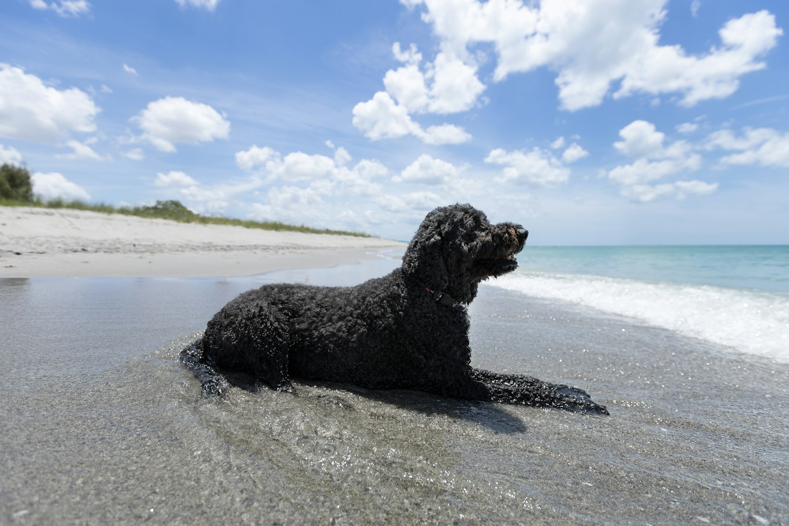 Actividades pet-friendly en Cancún y la Riviera Maya: Paseo en las playas pet-friendly con tu mascota.