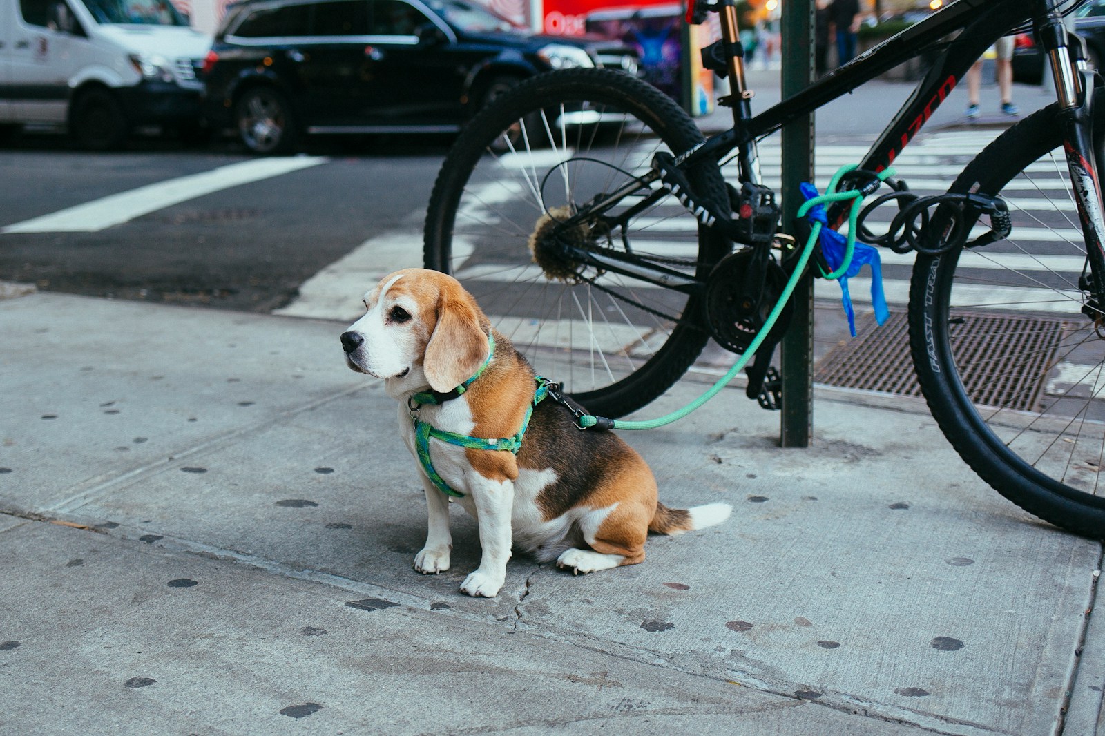 Actividades pet-friendly en Cancún y la Riviera Maya: Paseo en bicicleta por Tulum.