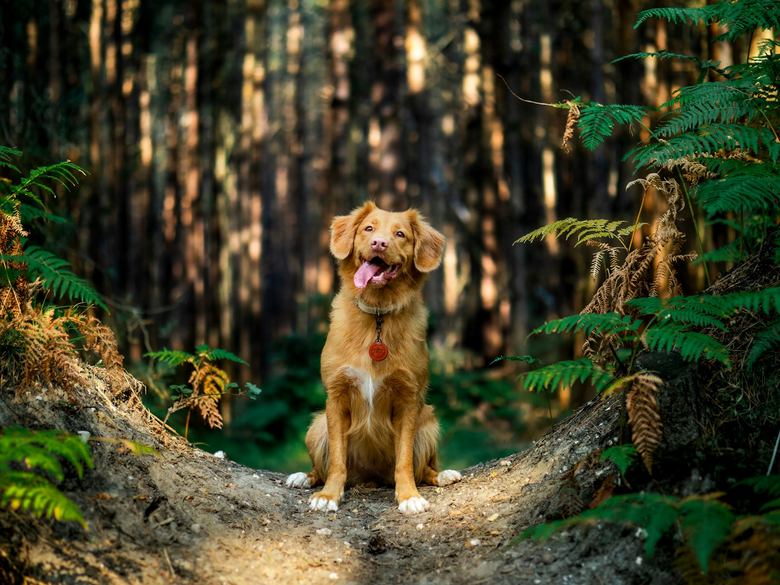 Mazamitla pet-friendly: Paseo por el bosque con tu perro.