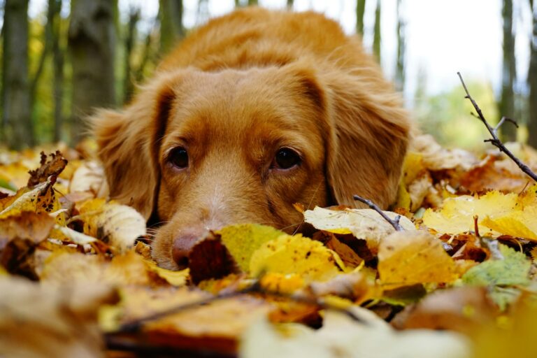 ¿Qué hacer con mi mascota en otoño? 5 destinos naturales imperdibles