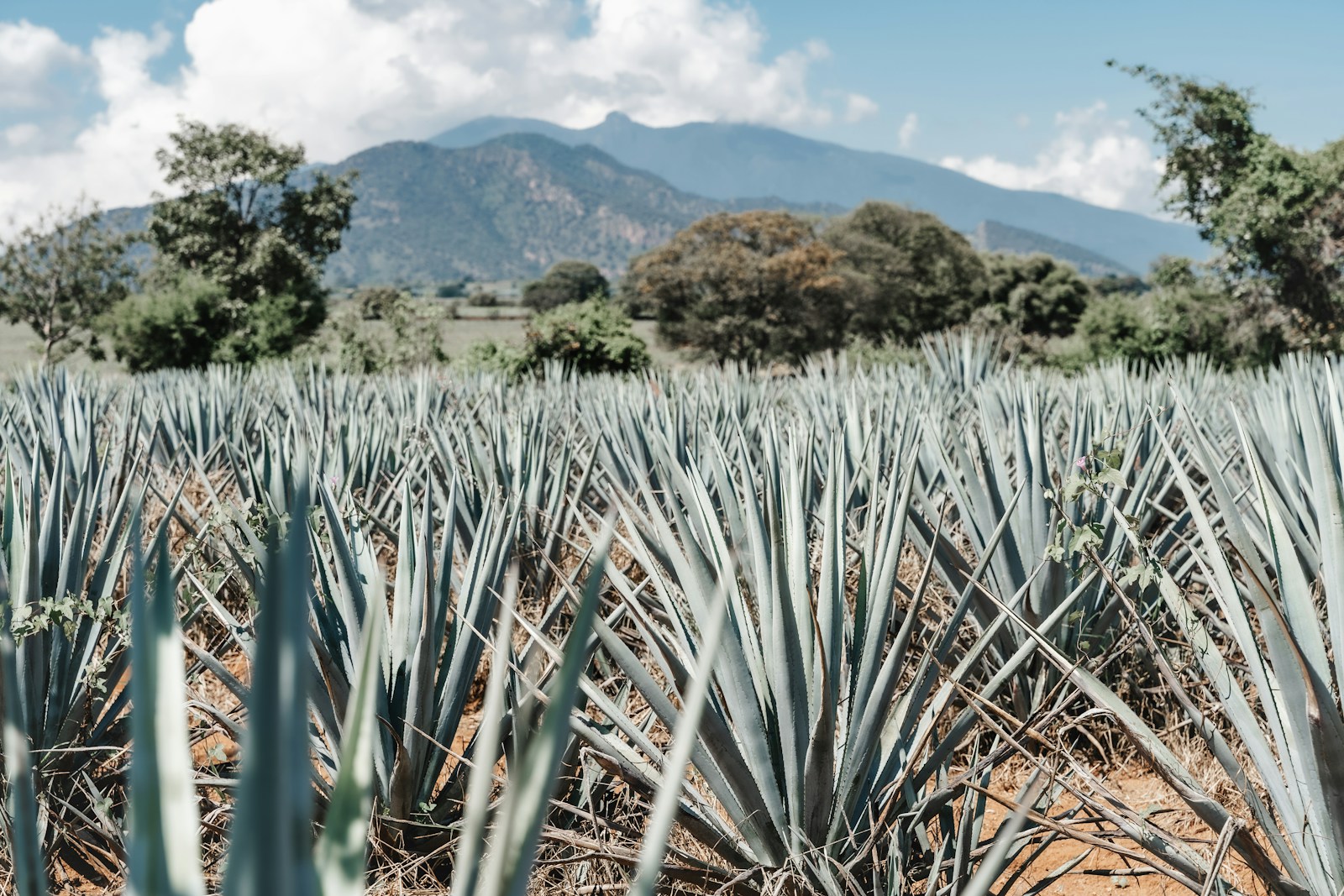 Viaja a Tequila en temporada baja para vacaciones baratas.