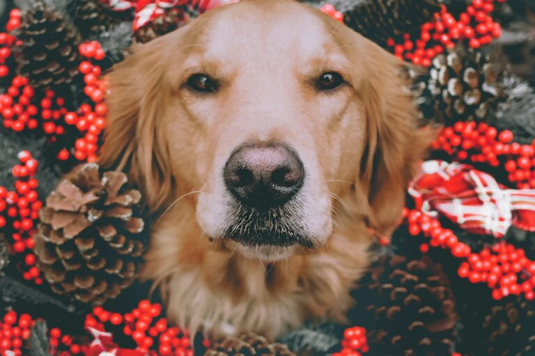 Destinos Pet-Friendly para Pasar la Navidad en México