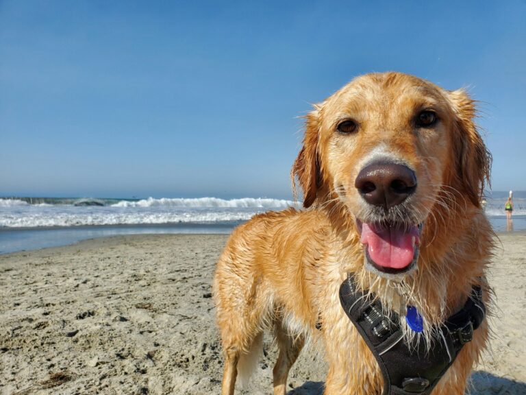 Las mejores playas pet friendly para visitar este verano en México