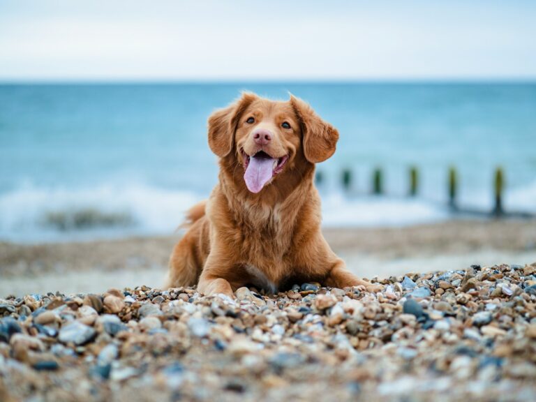 Itinerario de 3 días en Acapulco con tu mascota: guía pet friendly